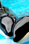 killerwhales-160x240