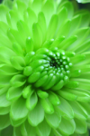 limegreenflower-160x240